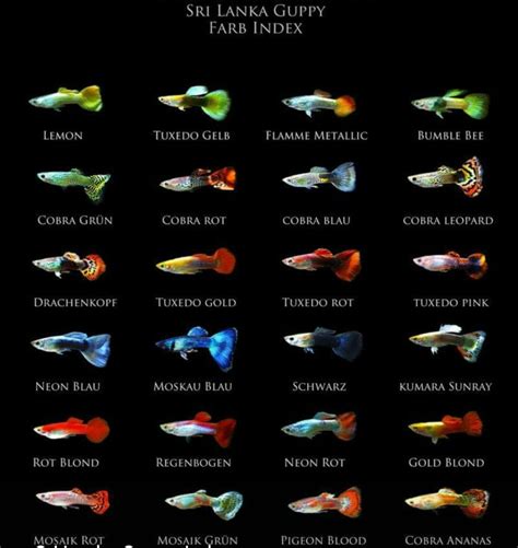 Guppy Breeds Chart