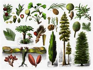 Gymnospermae examples