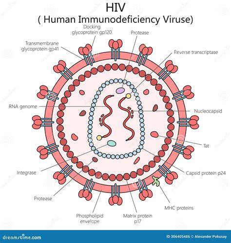 HIV virus