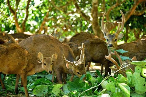 Habitat Rusa