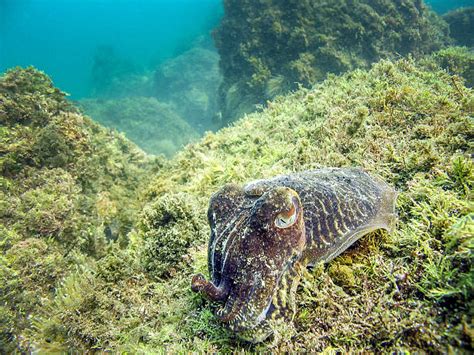 Habitat Sotong