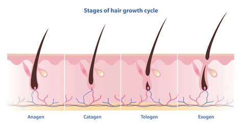 Hair Growth Timeline