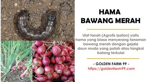 Hama Bawang Merah