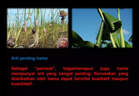 Hama Tanaman