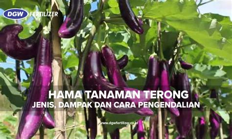 Hama Terong