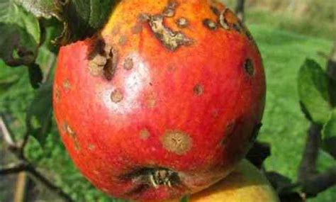 Hama dan Penyakit Tanaman Apel