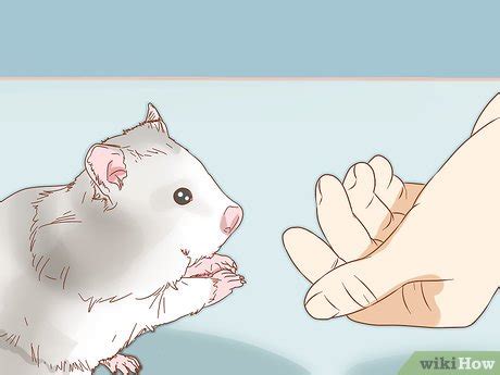 Hamster sedang berinteraksi