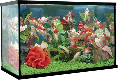 Happy fish tank