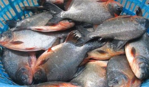 Harga Jual Ikan Bawal Hasil Ternak di Ember