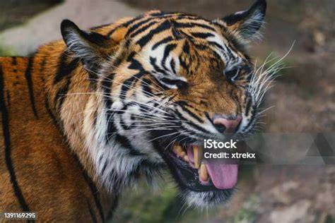 Harimau Sumater
