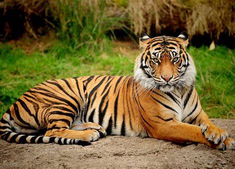 Harimau Sumatera