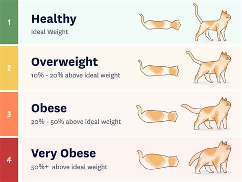 Healthy Weight For Cats Chart