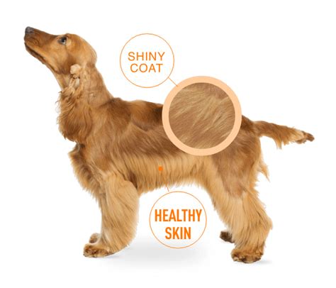 Healthy skin and coat dogs