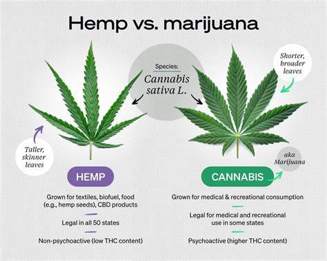 Perbedaan Hemp dan Marijuana