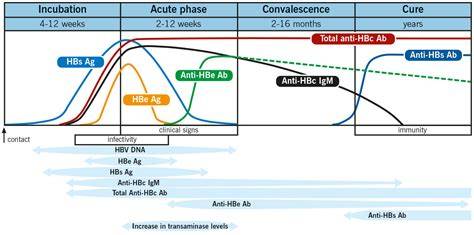 HBsAg Hepatitis B surface antigen