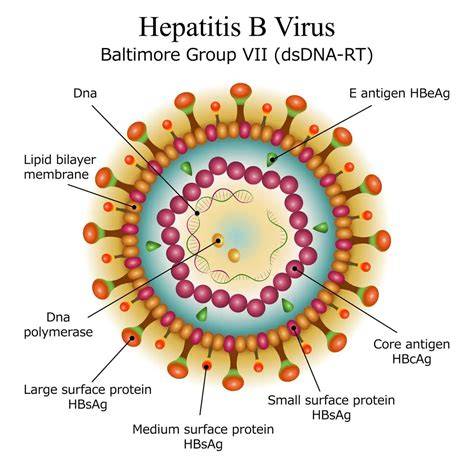 Hepatitis B virus structure