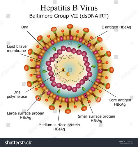 Hepatitis B virus structure illustration