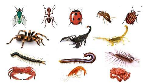 Hewan Arthropoda