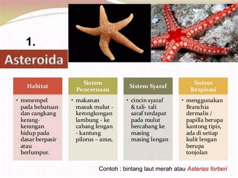 Hewan Echinodermata