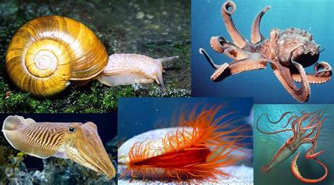 Hewan Mollusca
