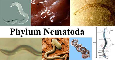 Hewan Nematoda