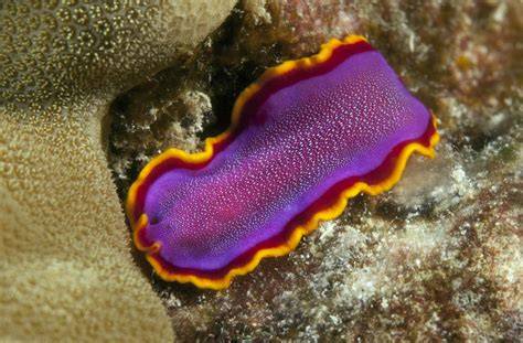 Hewan Platyhelminthes