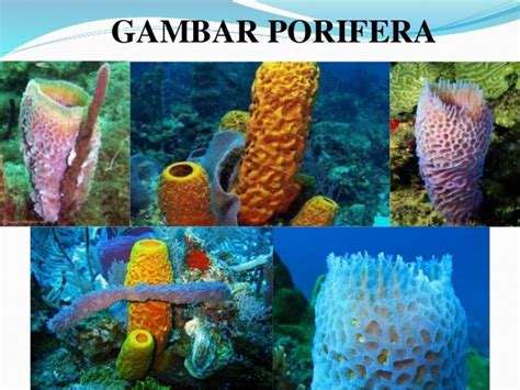 Hewan Porifera