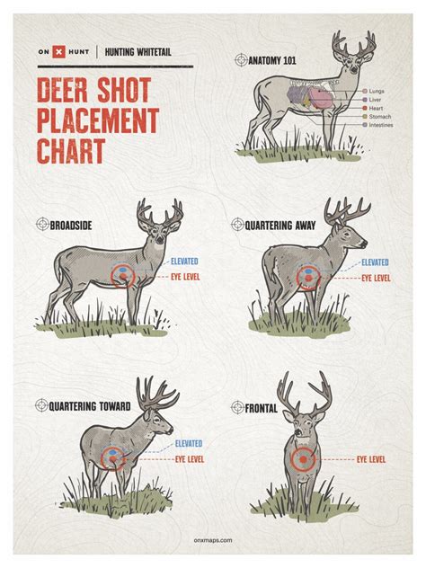 High Shoulder Deer Shot Placement Chart