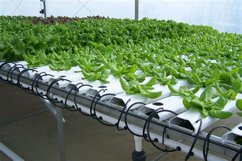 Higher Yield from Hydroponics