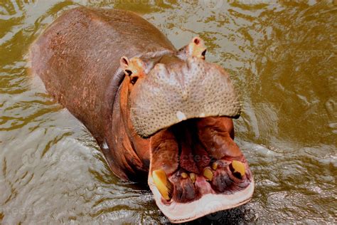 Hippopotamus