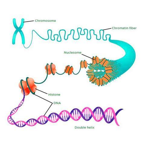 Histones and DNA packaging