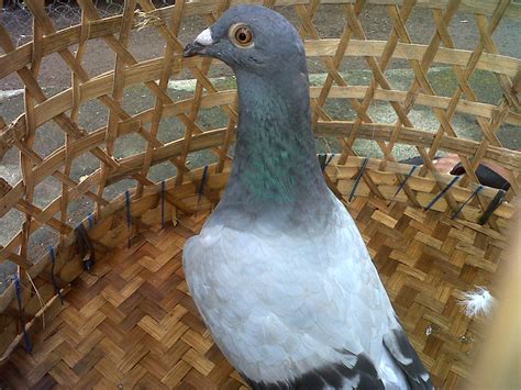 Homing Pigeon