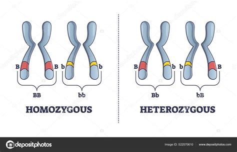 Homozigot dan Heterozigot