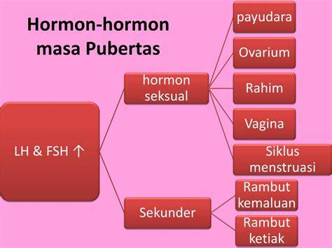 Hormon pubertas