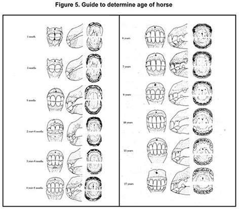 Horse Age Teeth Chart