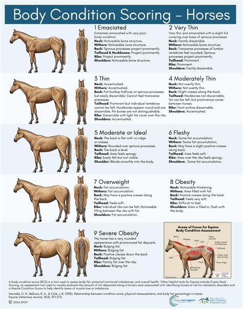 Horse Body Scoring Chart