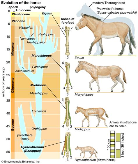 Horse Evolution Chart