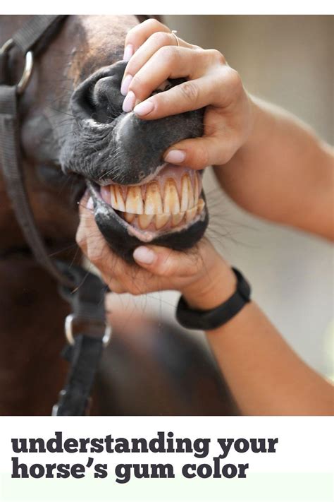 Horse Gum Color Chart