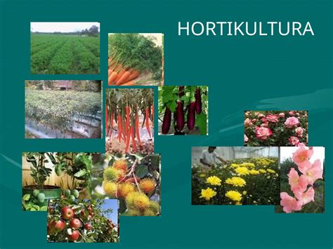 Hortikultura