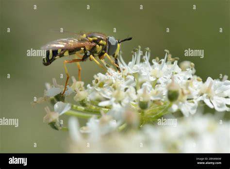 Hoverfly mimicking wasp