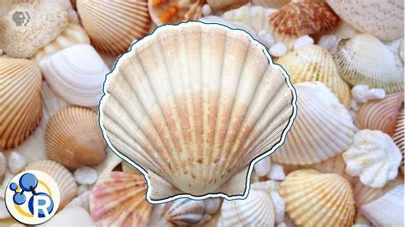 How Do Sea Shells Form