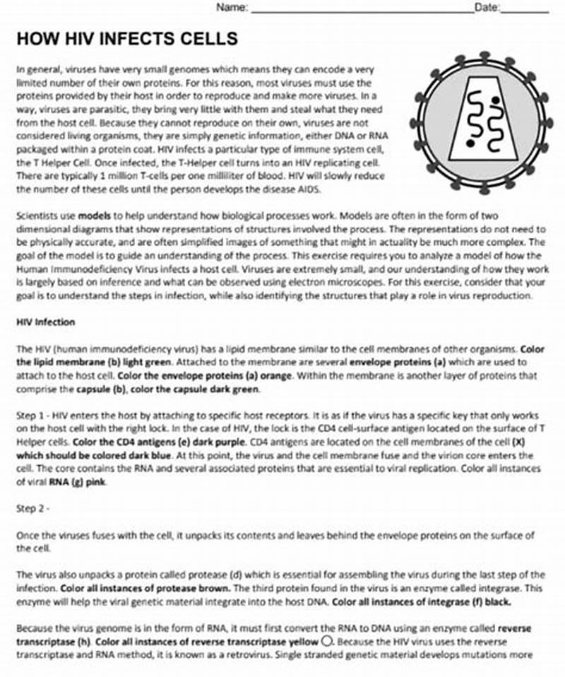 How Hiv Infect Cells Worksheet Answer Key Coloring