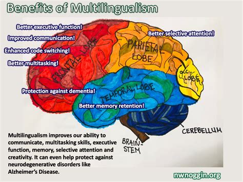How Speaking multiple languages benefits the brain