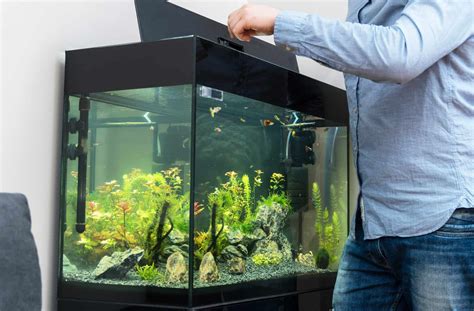 How To Care For A Fish