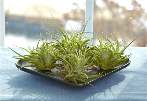 How To Care For Air Plants