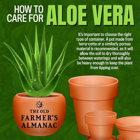 How To Care For Aloe