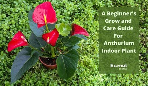 How To Care For Anthurium Plants