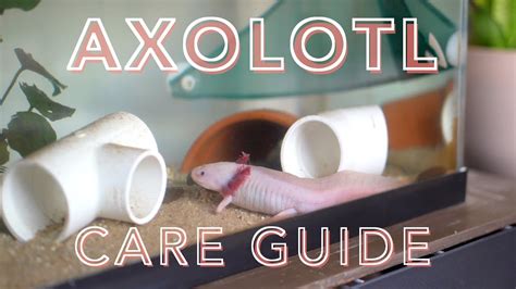 How To Care For Axolotl