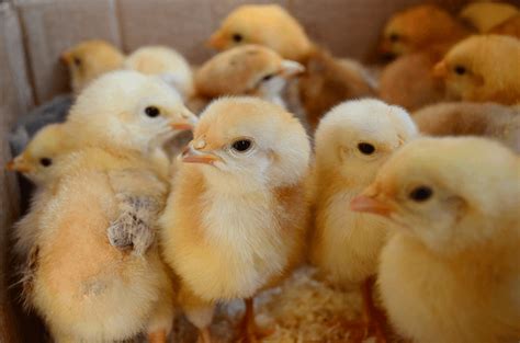 How To Care For Baby Chicks