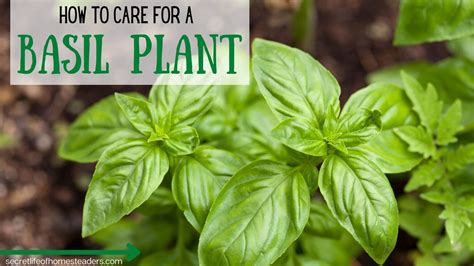 How To Care For Basil Plant